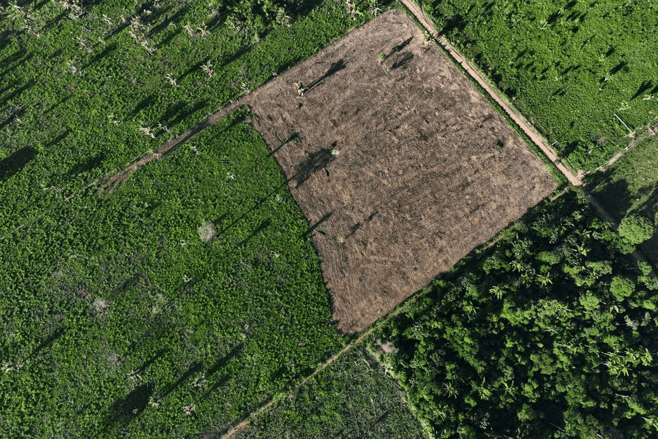 Deforestación Brasil