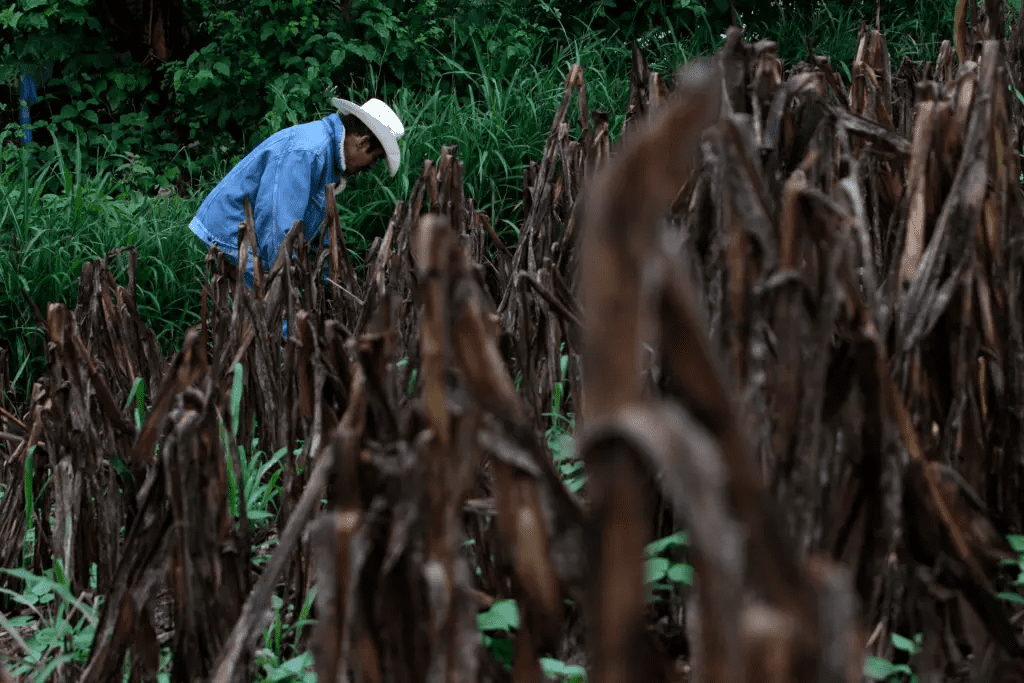 Crisis climática Hambre Latinoamerica