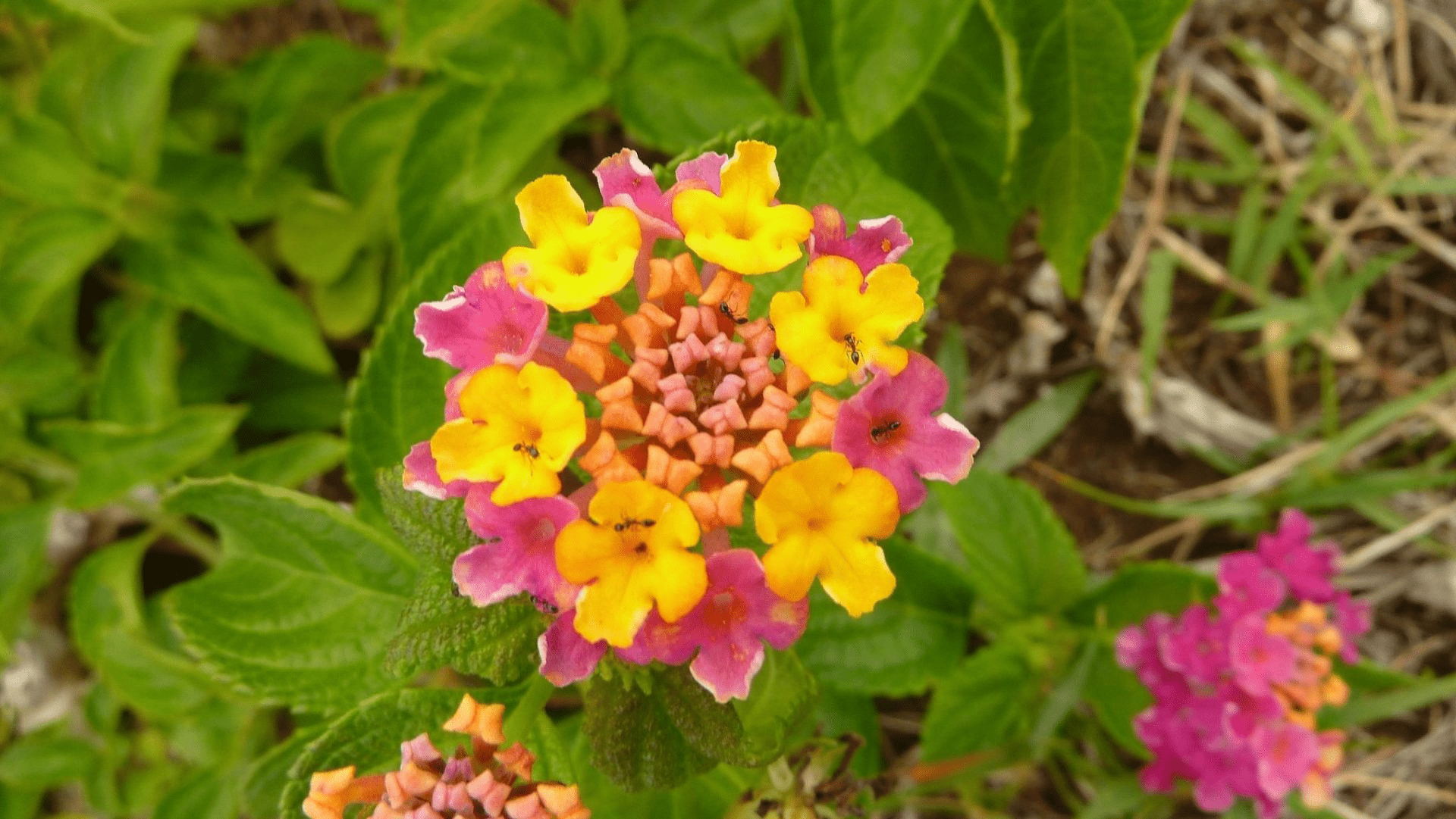 Flores Plantas Contaminación