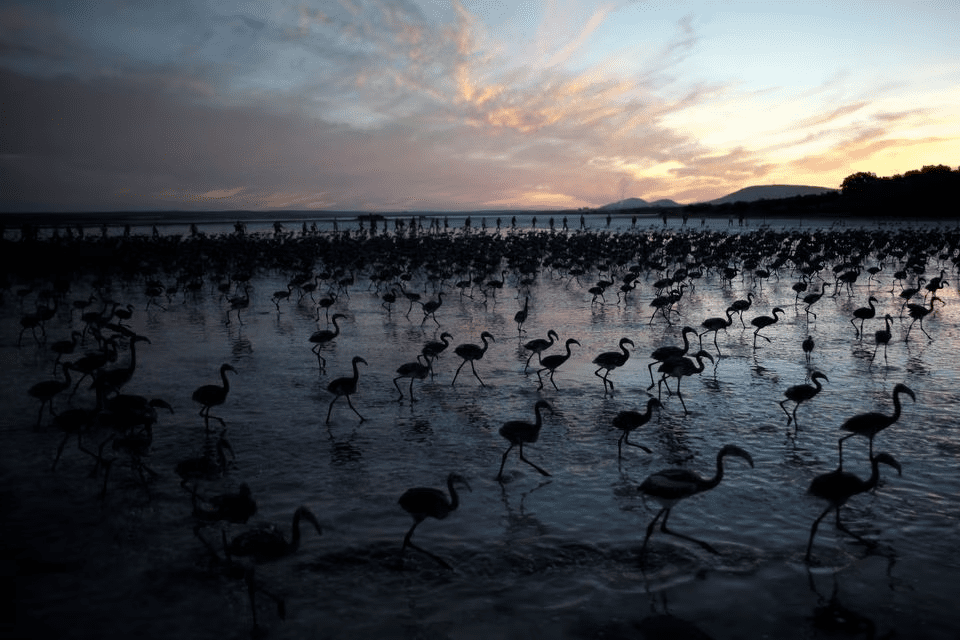 Ley de Naturaleza Unión Europea